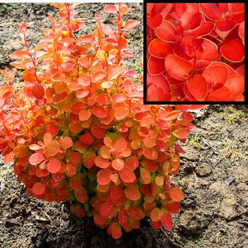 Барбарис тунберга Оранж Айс (Berberis thunbergii Orange Ice)